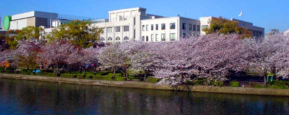 造幣局と桜